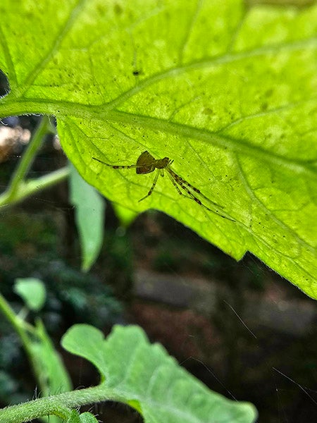 Closeup of tiny spider under leaf