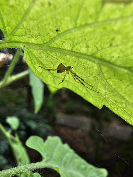 Closeup of tiny spider under leaf