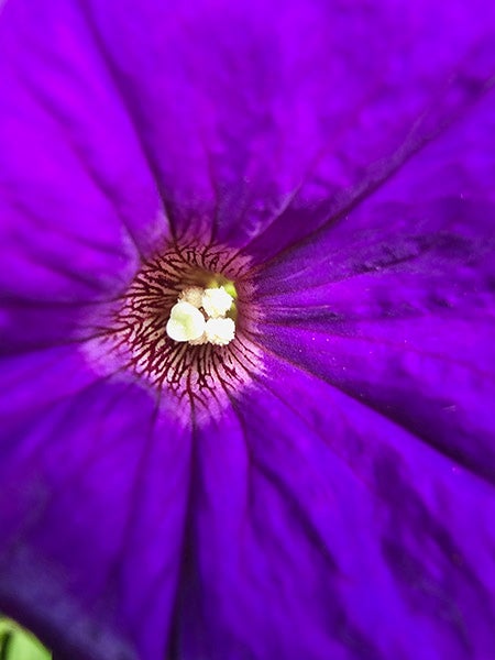 Closeup of dark purple flower