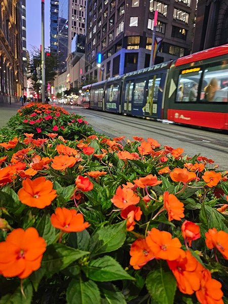 Photo of flowers in Sydney city 