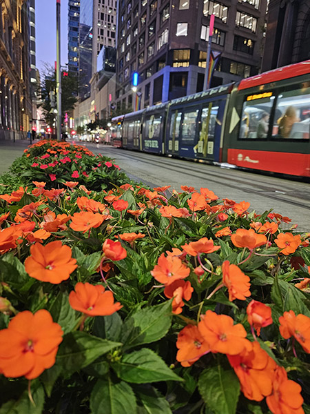 Photo of flowers in Sydney city 