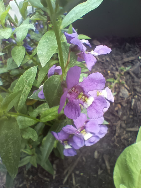 Closeup photo of purple flower