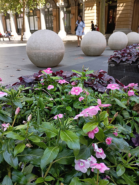 Photo of flowers and city