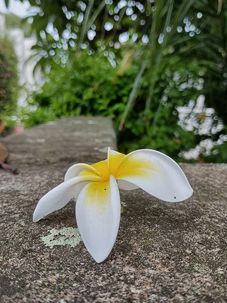 Photo of frangipani flower
