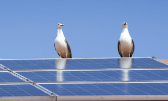 Two seagulls sitting on top of solar panels on a rooftop.