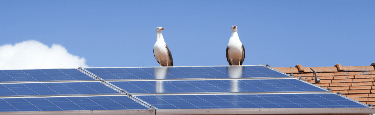 Two seagulls sitting on top of solar panels on a rooftop.