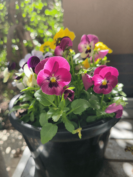 Closeup photo of flowers in pot