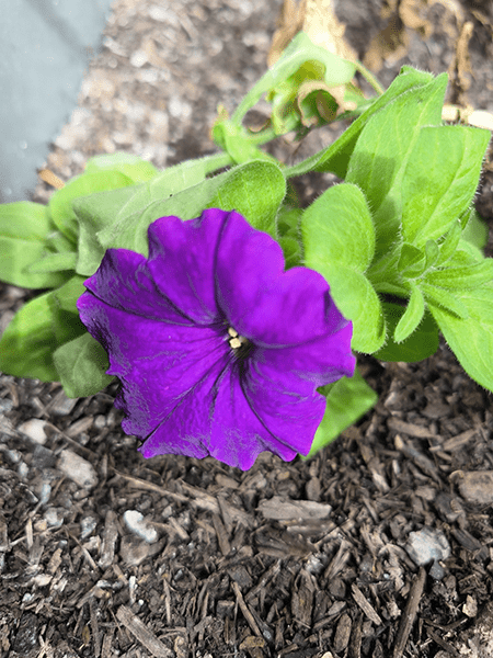 Closeup photo of purple flower