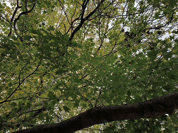 Photo of leaves in tree
