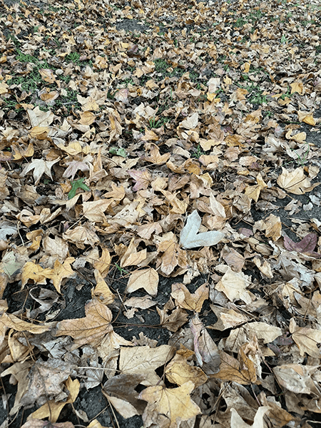 Photo of autumn leaves on ground