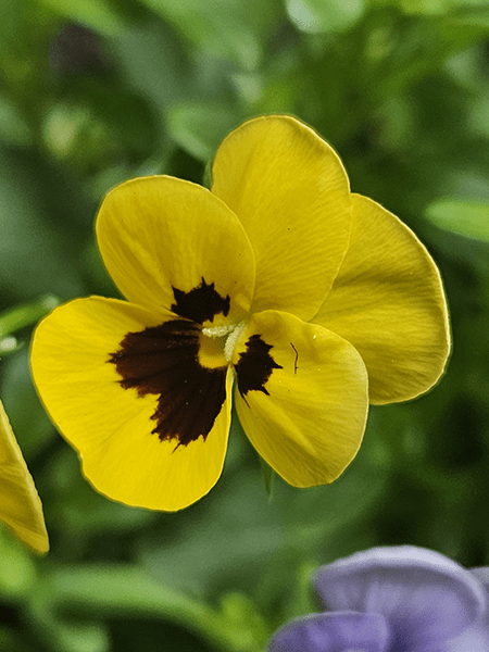 Closeup of viola flower