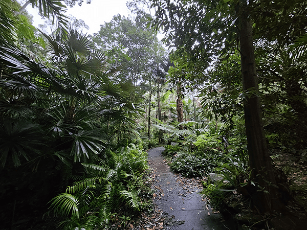 Forest path photo