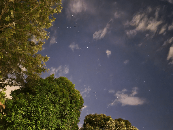 Night sky and trees