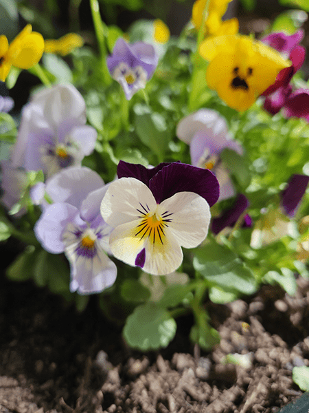 Closeup of flowers in pot