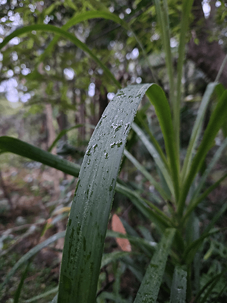 Closeup of raindrops on leaf