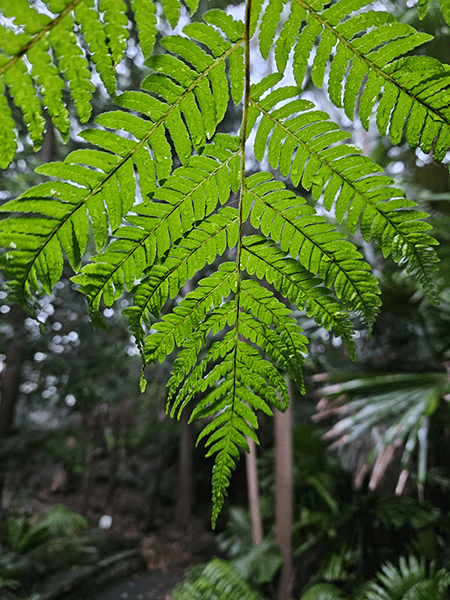 Fern leaf in forest