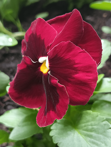 Closeup photo of red pansy flower