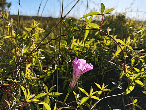 Outdoor photo of flower in bushes