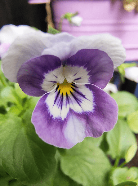 Closeup photo of purple viola flower