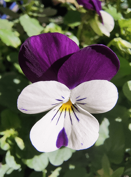 Closeup of viola flower