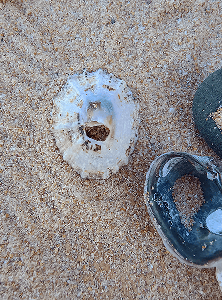 Closeup of sea shells