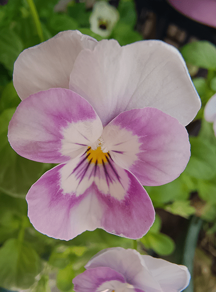 Closeup of pansy flower