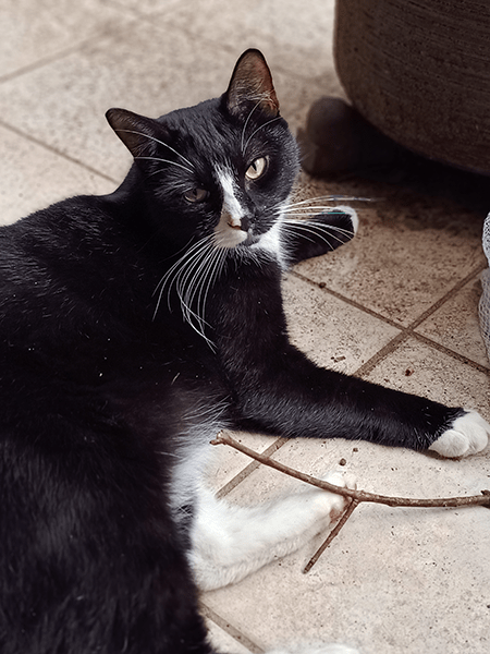 Portrait photo of black and white cat