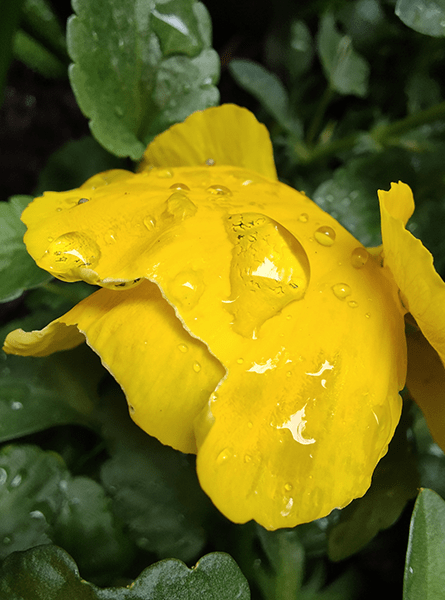 Closeup macro photo of raindrops on petals