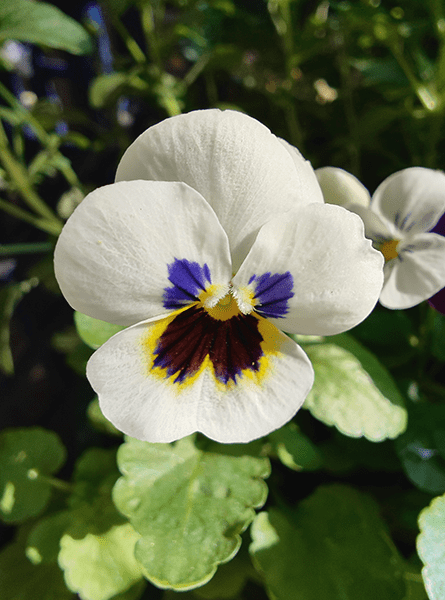 Macro photo of pansy flower