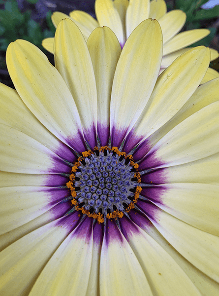 Marco photo of yellow flower