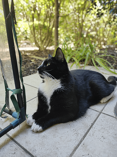 Portrait photo of black and white cat