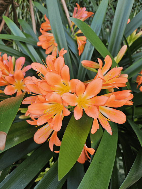 Orange clivia flowers with bright green leaves