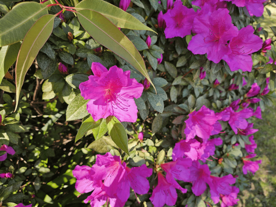 Bush with hot pink flowers, half in the shade. 