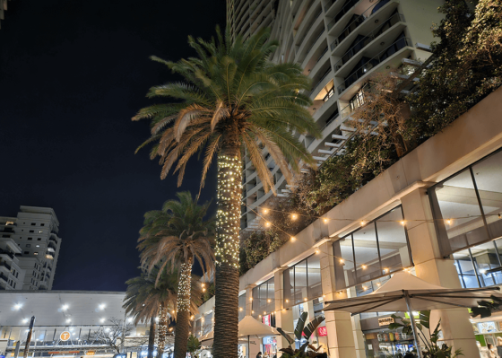 Night shot of palm tress and apartment buildings with sky in background.