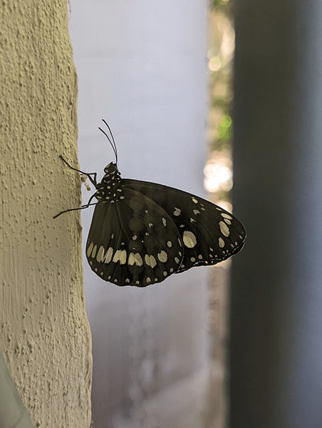 Butterfly photo taken on Pixel 8