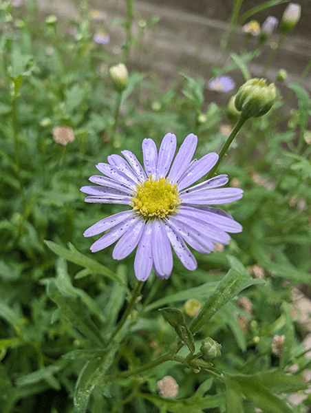 Macro photo of small purple daisy taken on Pixel 8