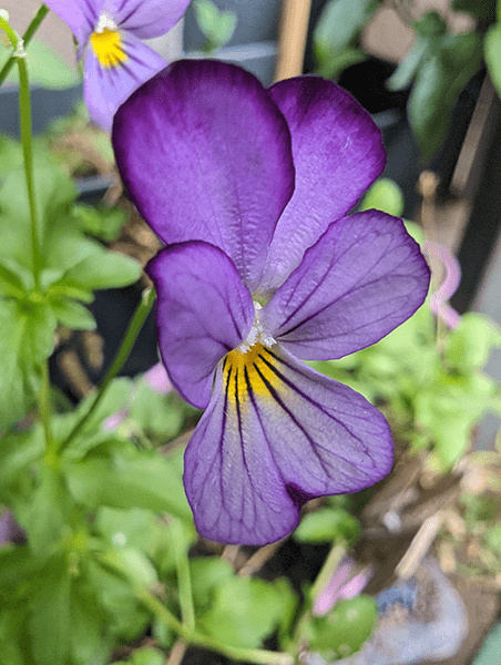 Macro photo of purple viola flower taken on Pixel 8