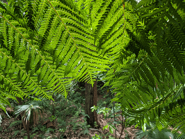 Photo of fern in forest taken on Pixel 8