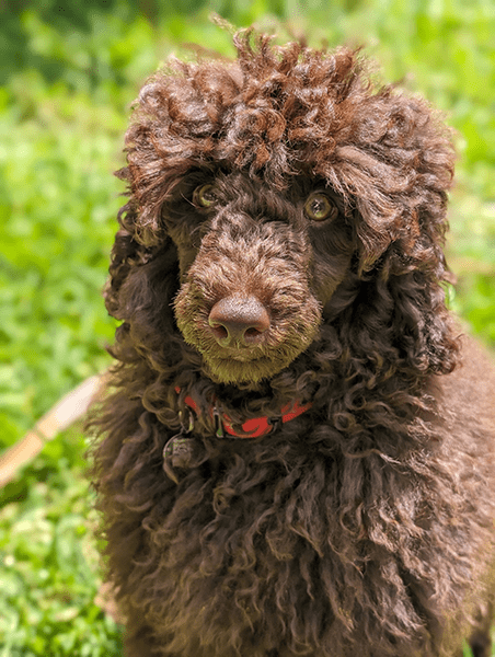 Portrait photo of brown poodle taken on Pixel 8