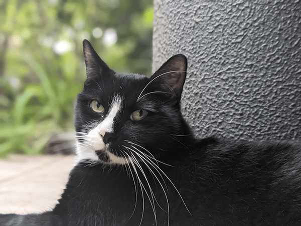 Portrait photo of black and white cat taken on Pixel 8