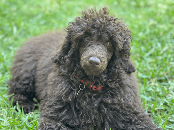 Photo of brown poodle taken on iPhone 15 Pro