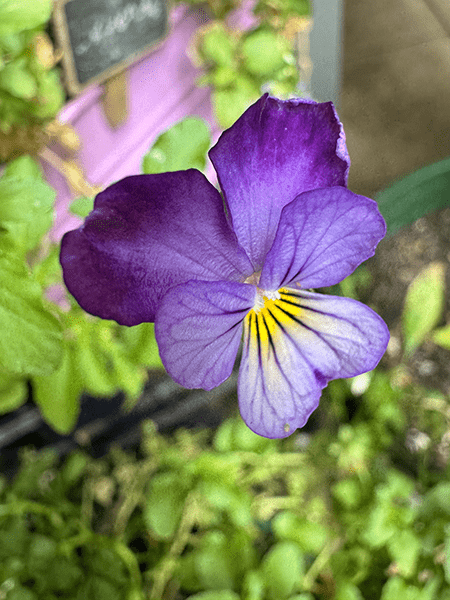 Closeup of purple viola