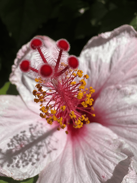 Photo of pink hibiscus flower taken on iPhone 15 Pro