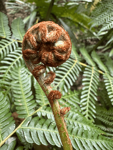 Closeup of fern taken on iPhone 15 Pro