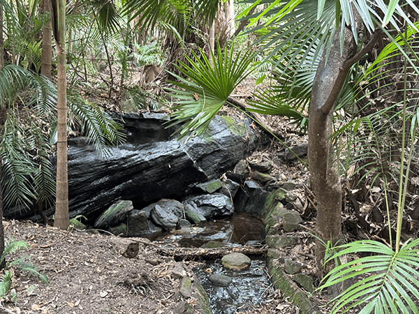 Photo of rocks in forest taken on iPhone 15 Pro