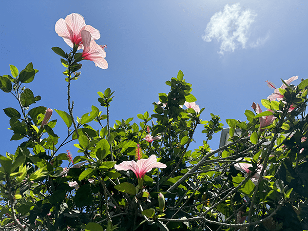 Sky and hibiscus photo taken on iPhone 15 Pro
