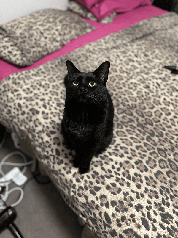 Black cat on leopard print bed