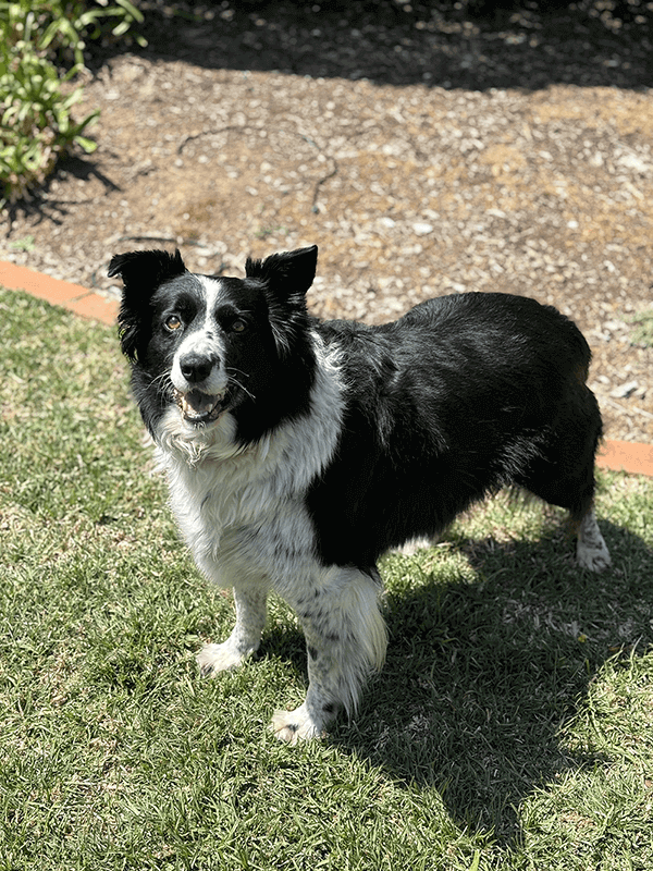 Border collie dog in backyard