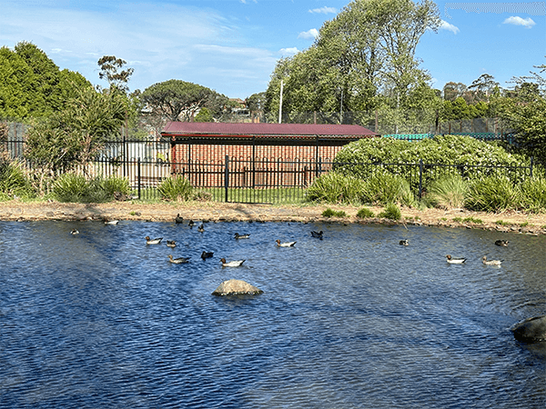 Ducks in a pond.