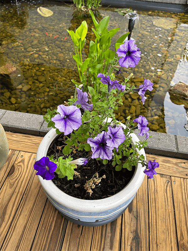 Purple petunias in a pot in front of a pond